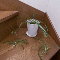 オリヅルラン,観葉植物,iPhone撮影,リビング・ダイニングの画像