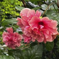 アジサイ,アジサイ,ハイビスカス,チャイニーズハット,ハイビスカス ホワイトバタフライの画像