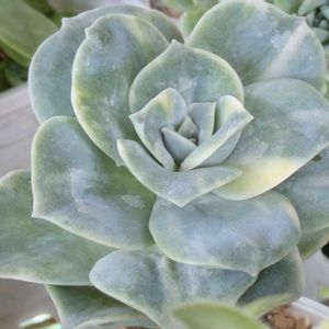 ラブリーローズ錦,多肉植物,葉挿し,多肉寄せ植え,実生苗の画像