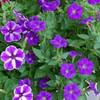 ペチュニア,ペチュニア,美しく青きドヨウ,土曜日は紫の花,おしゃれな土曜日♪の画像