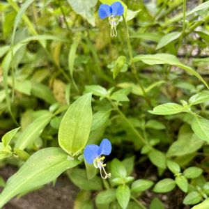 ツユクサ,雑草,青い花,かわいい雑草,花のある暮らしの画像