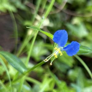 ツユクサ,露草,蛍草,鴨跖草,月草　(露草)の画像