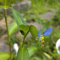 ツユクサ,ツユクサ,セレナーデ,花言葉,今日のお花の画像