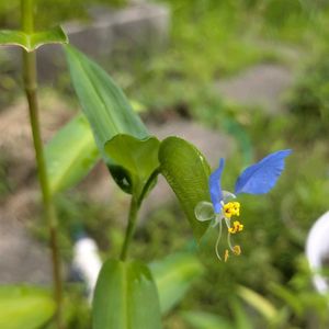 ツユクサ,ツユクサ,セレナーデ,花言葉,今日のお花の画像