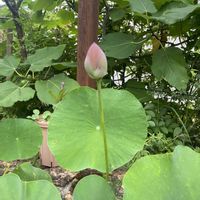 ハス 小舞妃,鉢植え,水生植物,つぼみ,緑が好きの画像