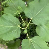 いちじく（蓬莱柿）,地植え,果樹,緑が好きの画像