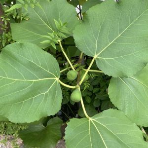 いちじく（蓬莱柿）,地植え,果樹,緑が好きの画像