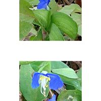ツユクサ,ヒルザキツキミソウ,タチアオイ,タマザキクサフジ,今日のお花の画像