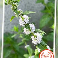 ミント,夏を感じる,ウォーキングの楽しみの画像