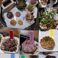 サボテン,マツバギク,多肉ちゃん達,お迎え記録,繋がりに感謝✨の画像
