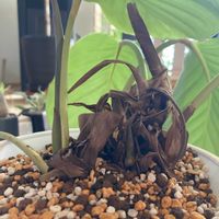カルメナエ,カラテア・オルビフォリア,カラテア・オルビフォリア,クズウコン科 ,ホームセンター出身の画像