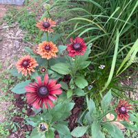 千日紅,ルドベキアの画像