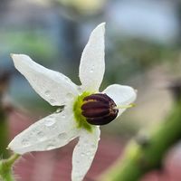 ヒヨドリジョウゴ,ヒヨドリジョウゴ,ヒヨドリジョウゴの花,ヒヨドリジョウゴの花,ヒヨドリジョウゴの花の画像
