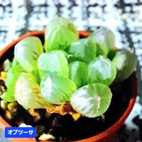 オブツーサ,ハオルチア オブツーサ,雫石,ハオルチア属,植物男子ベランダーの画像