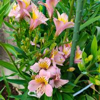 アルストロメリア,ガーデニング,ボタニカルライフ,お庭の植物,花のある暮らしの画像