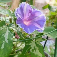 アサガオ,朝顔,曜白朝顔,曜白朝顔,大人の着せ替え人形の画像