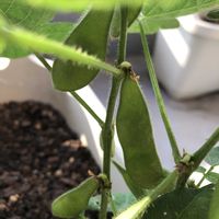 枝豆,種から,種から育てる！,プランター菜園の画像
