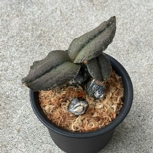 観葉植物,地生蘭,珍奇植物,ビザールプランツ,オエセオクラデスの画像