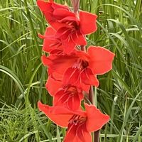 グラジオラス,今日も元気で,今日も笑顔で♡,花を通じて愛と平和を,ほら、綺麗な花でしょ！の画像