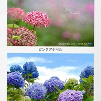 アジサイ,アジサイ,キンセンカ,ツユクサ,ツユクサの画像