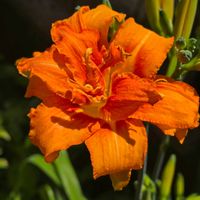 ヘメロカリス,ヤブカンゾウ,藪萱草,散歩,季節の花の画像