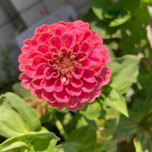 ピンクの花,いつもありがとう♡,ありがとう,ハーブのある暮らし,世界平和の画像