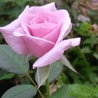 薔薇ブルーライト,クレマチス キャプリン,鉢植え,地植え,花のある暮らしの画像