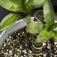 観葉植物,今日も元気で,今日も笑顔で♡,グリーンで癒されてねの画像