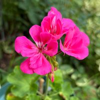 ゼラニウム,ガーデニング,花のある暮らし,揷し木、挿し芽,小さな庭の画像