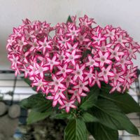 ペンタス,可愛い,花のある暮らし,バイカラー,小花会の画像