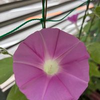 アサガオ,朝顔,アサガオ♡,うなじショット, アサガオの画像