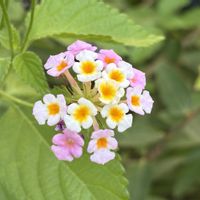 ビヨウヤナギ,ランタナ,安楽寺,お散歩ちゃんキーホルダー,お散歩は季節をまとっての画像