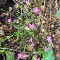 カスミソウ,宿根 かすみ草,かすみ草(ピンク),かすみ草(白),地植えの画像