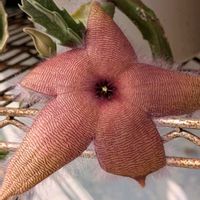 鉢植え,花のある生活,自宅の庭,花好き倶楽部,南国の花好きの画像