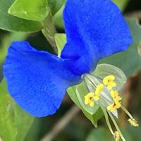 ツユクサ,リナリア,露草,癒し,今日のお花の画像