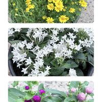 鉢植えの画像