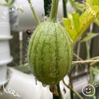 グラジオラス,クレオメ,アナベル,ジニアプロフュージョン,小玉スイカの画像
