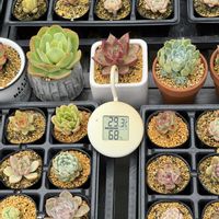ハオルチア,多肉植物,エケベリア属の画像
