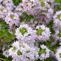 ハクサンシャクナゲ,高山植物,サラサドウダン,花のある暮らし,緑のある暮らしの画像