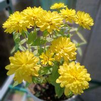 ジニア（百日草）,ビタミンカラー,GSに感謝。,小さなお客様,お花は癒しの画像