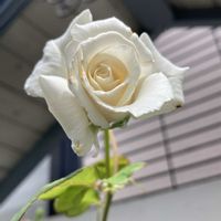 ミニバラ,アクロポリス ロマンティカ,わかな,わかな,マーガレット・メリルの画像
