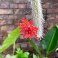 ヒモサボテン,金紐,ヒルデウィンテラ・カラデモノニス,多肉植物,観葉植物の画像