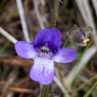 ムシトリスミレ,高山植物,山野草の画像