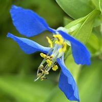 ツユクサ,山野草,今日のお花,実家周辺の草花,ツユクサの(輪)の画像
