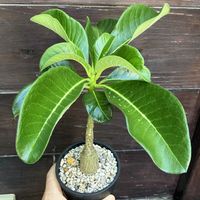 パキポディウム,パキポディウム デカリー,多肉植物,塊根植物,コーデックスの画像