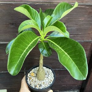 パキポディウム,パキポディウム デカリー,多肉植物,塊根植物,コーデックスの画像