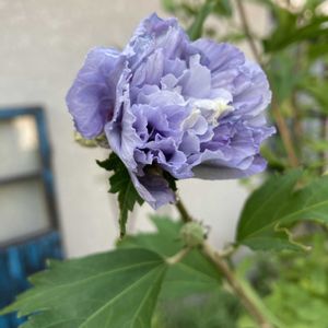 ムクゲ 紫玉,地植え,藤色の花,元気に育ててますよ,庭の画像