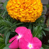 鉢植え,ガーデニング,植え込み,散策さんぽの画像