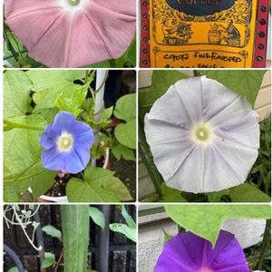 キュウリ,キュウリ,朝顔,朝顔 団十郎,朝顔 団十郎の画像