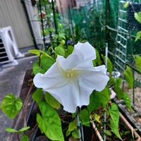 夕顔,夕顔,夕顔,夕顔のつぼみ,白花夕顔の蕾の画像